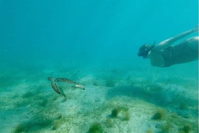 Snorkeling in Paradise - Videos Included - About one hour among fish, urchins, and turtles