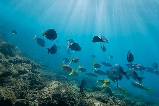 Snorkeling in Paradise - Videos Included - The videos are a useful part of the price