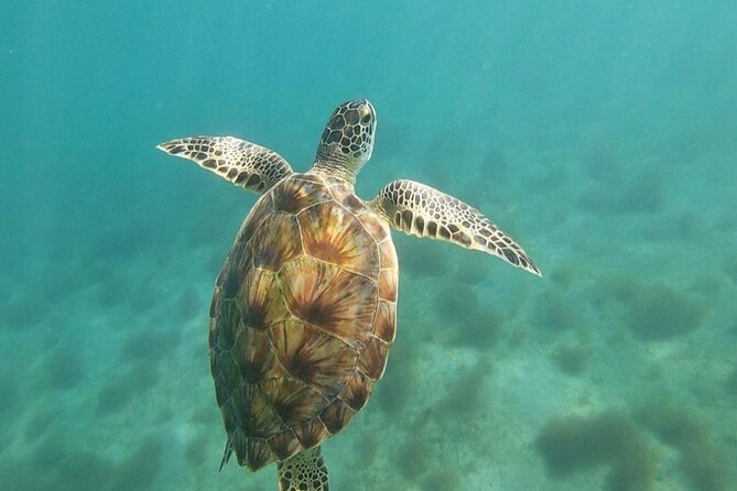 Snorkeling in Paradise - Videos Included - How the $41.65 price holds up