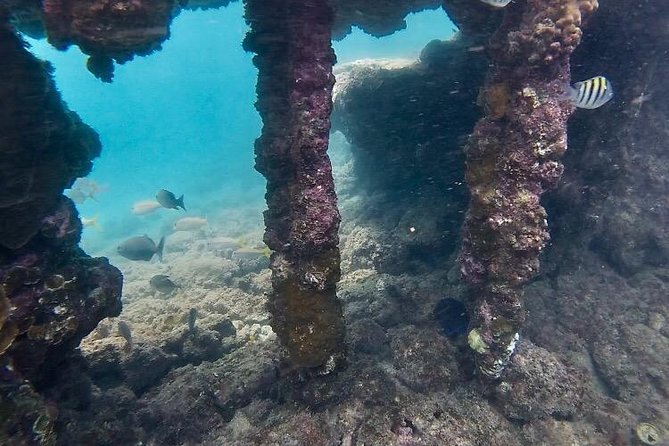 Snorkeling in Paradise - Videos Included - Is it truly suitable for beginners?