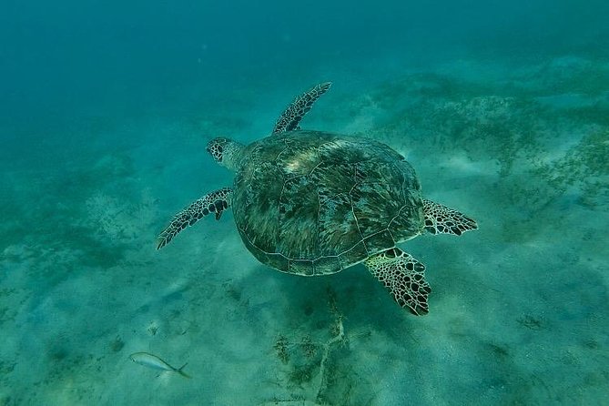 Snorkeling in Paradise - Videos Included - Weather, cancellations, and timing