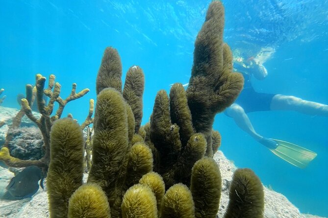 Snorkeling & Kayak Eco-Adventure in Puerto Rico - Key Points Before You Book