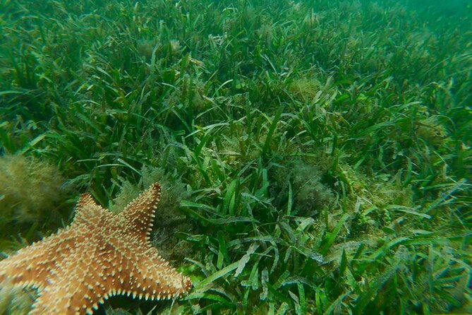 Snorkeling & Kayak Eco-Adventure in Puerto Rico - Guides Who Make the Difference
