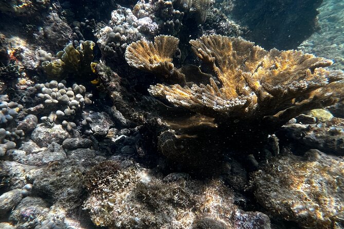 Snorkeling & Kayak Eco-Adventure in Puerto Rico - Is $69 a Fair Price?