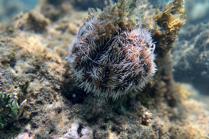 Snorkeling Lesson & Interactive Experience for Kids and Adults - Guides who make a difference