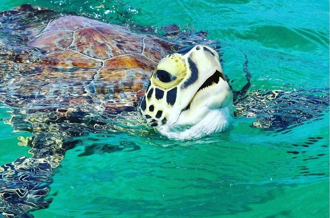 Snorkeling Tour to Vieques Island only 30 minutes away! - What the crew does especially well