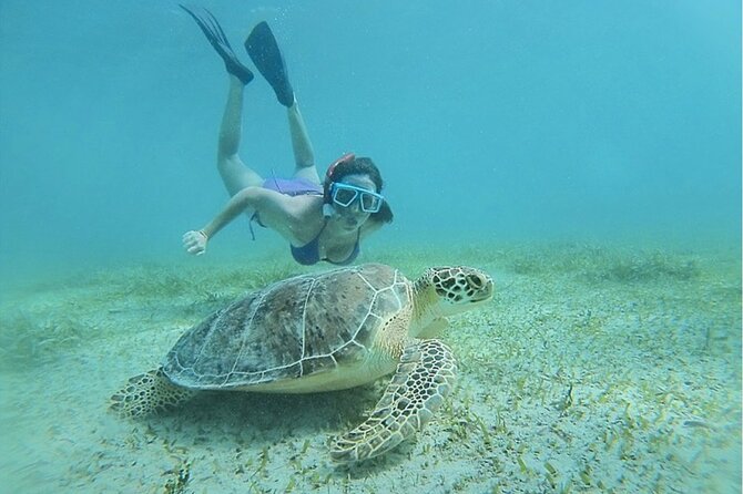 Snorkeling Tour to Vieques Island only 30 minutes away! - What you may see beneath the water