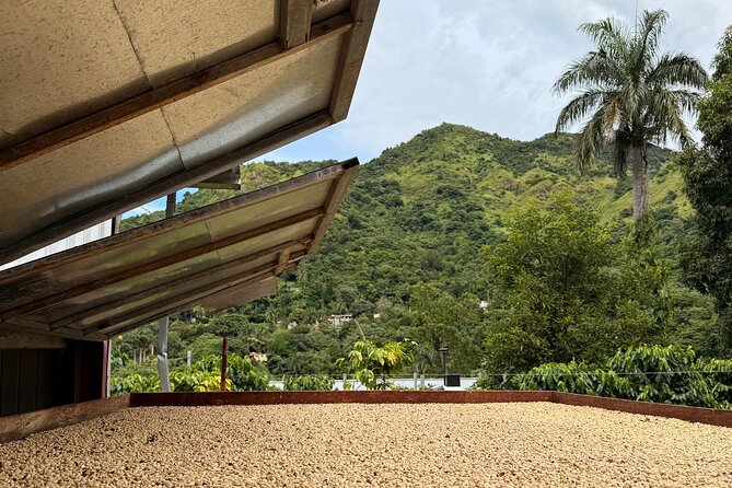 Sueños de Cafe - A Coffee Lovers Dream - Key points to know before booking