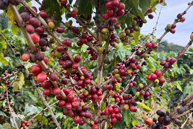 Sueños de Cafe - A Coffee Lovers Dream - Food and local character at Naturola La Barra