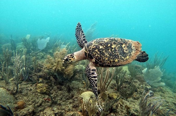 Sunset Snorkeling - Who Should Book This Experience?