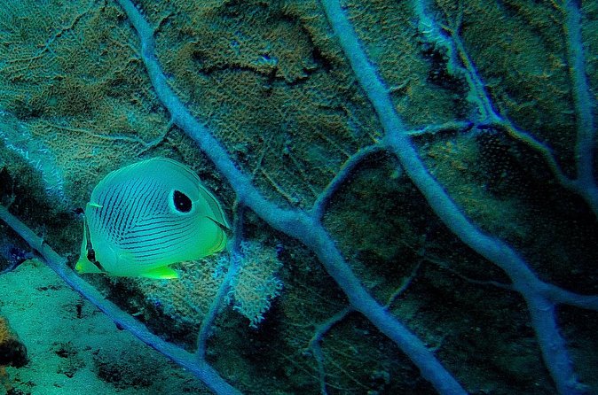 Ultimate Beginner Snorkeling Tour - Moving From Shore Practice To The Shallow Reef