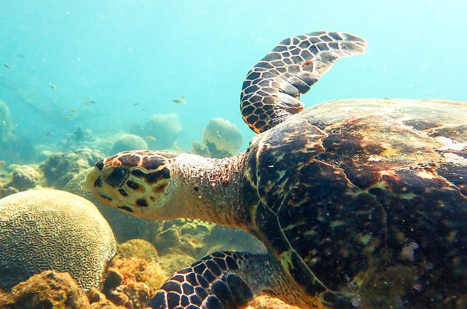 Ultimate Beginner Snorkeling Tour - What The Guides Add To The Experience