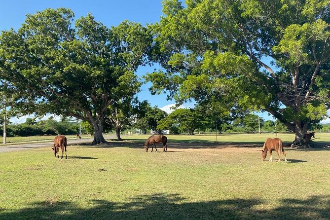 Vieques Bio Bay Tour and Beach Day Trip from San Juan by Ferry - Esperanza and El Malecón before dinner