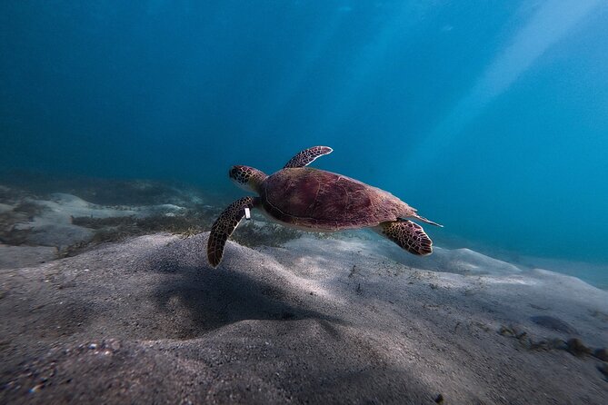 VIP San Juan: Snorkeling Tour with Turtles with Free Videos - Finding turtles and smaller sea life