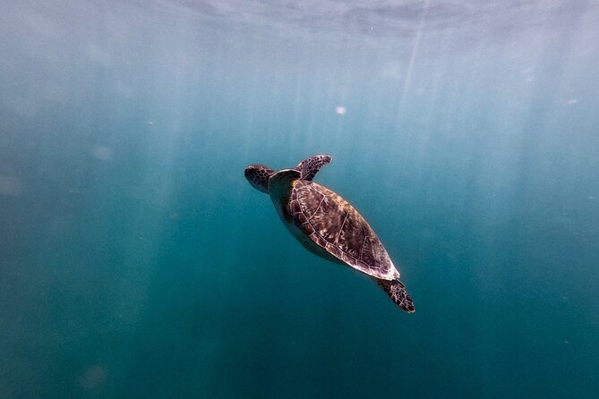 VIP San Juan: Snorkeling Tour with Turtles with Free Videos - Equipment, comfort, and small snags