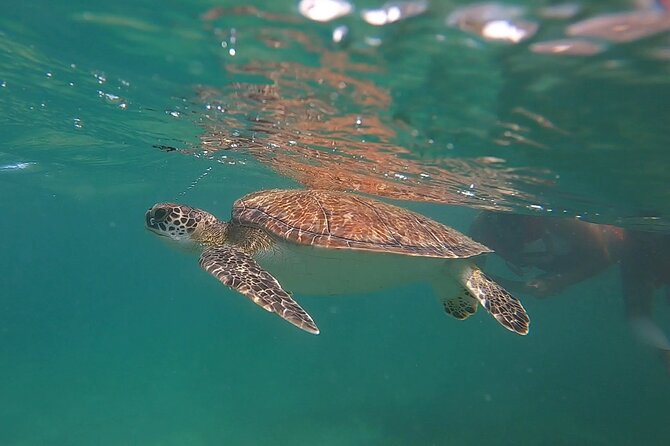 VIP San Juan: Snorkeling Tour with Turtles with Free Videos - Entering the water from shore