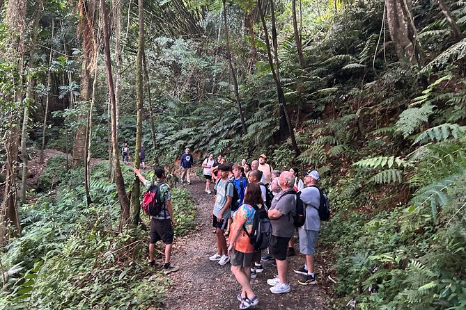 Wild & Scenic Rainforest Nature Walk (Day Time River & Swim) - Weather is part of the decision